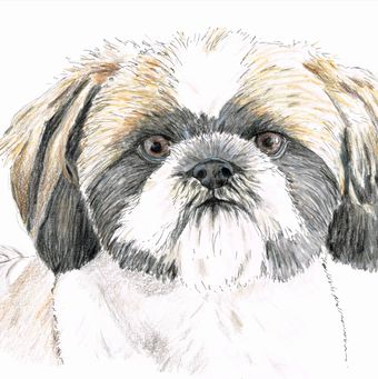 hond kleurpotlood