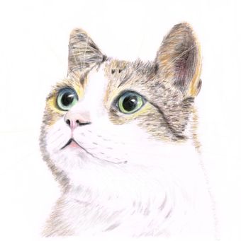 kat ingezoomd